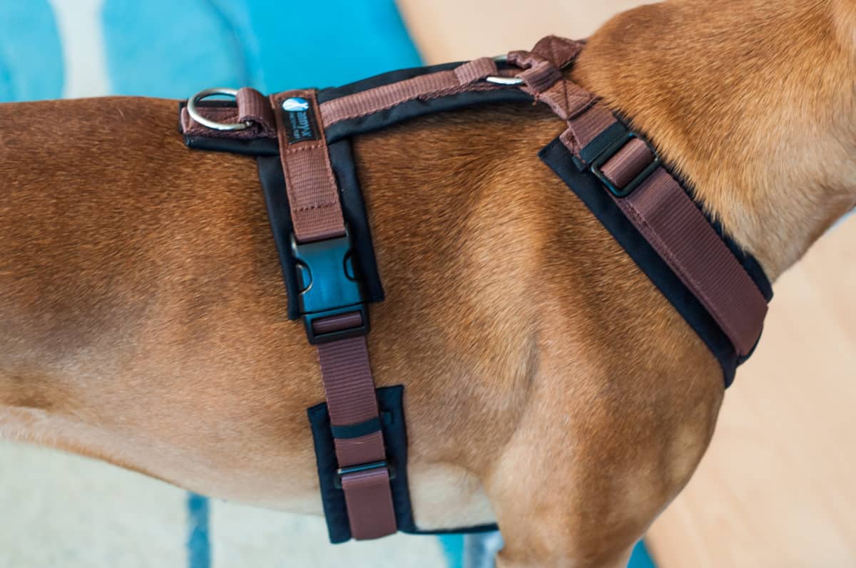 So kommt mein neues AnnyX Fun Hundegeschirr im Test an nomaddog